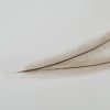 Emu feather showing single join