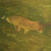 Happy Brown Trout-002