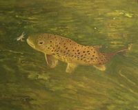 Trout Prints - Australian Artist - Image 4