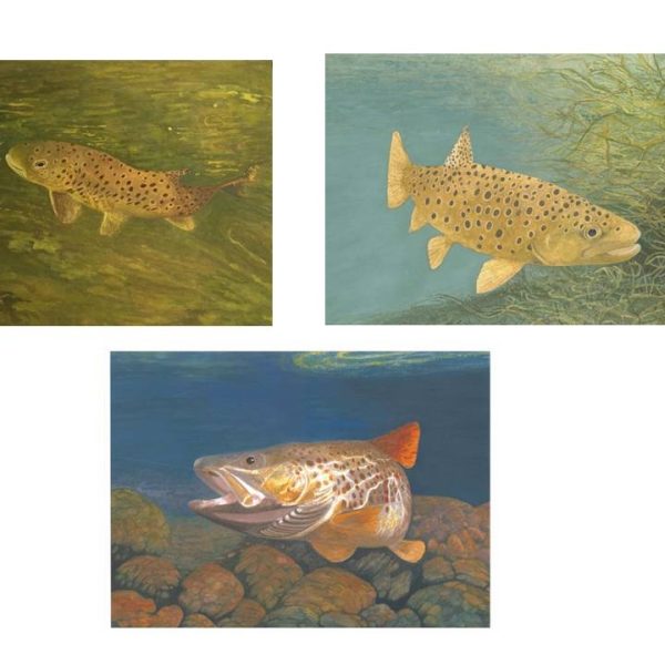 Trout Prints - Australian Artist