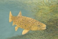 Trout Prints - Australian Artist - Image 3