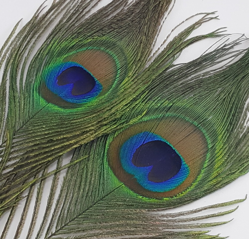 Flyfinz Peacock Eye & Herl