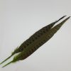 Pheasant tail olive2