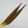 Pheasant tail yellow1