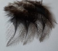 Coq De Leon  – From Dohiku  Slovakia - Image 4