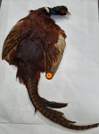 Pheasant Tail  - Ringneck Complete Skin including Tail Feathers - Veniard - Image 2