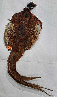 Pheasant Tail  - Ringneck Complete Skin including Tail Feathers - Veniard - Image 3
