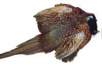 Pheasant Tail  - Ringneck Complete Skin including Tail Feathers - Veniard