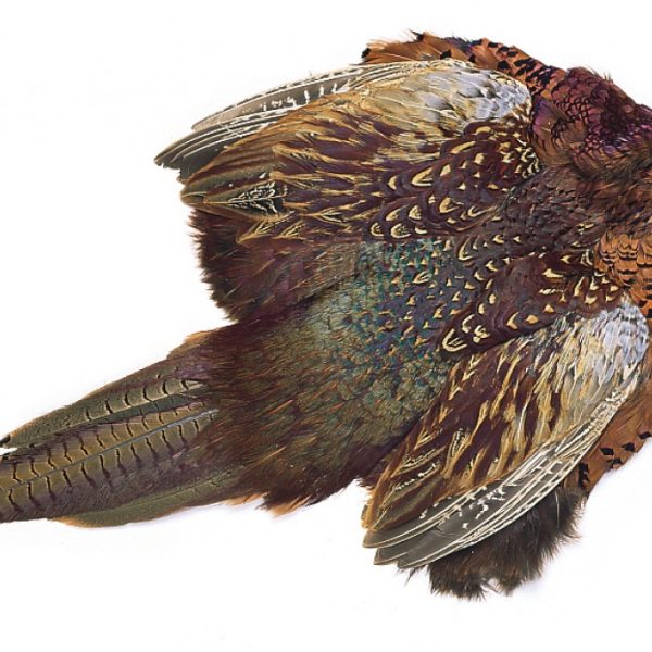 Pheasant Tail  - Ringneck Complete Skin including Tail Feathers - Veniard