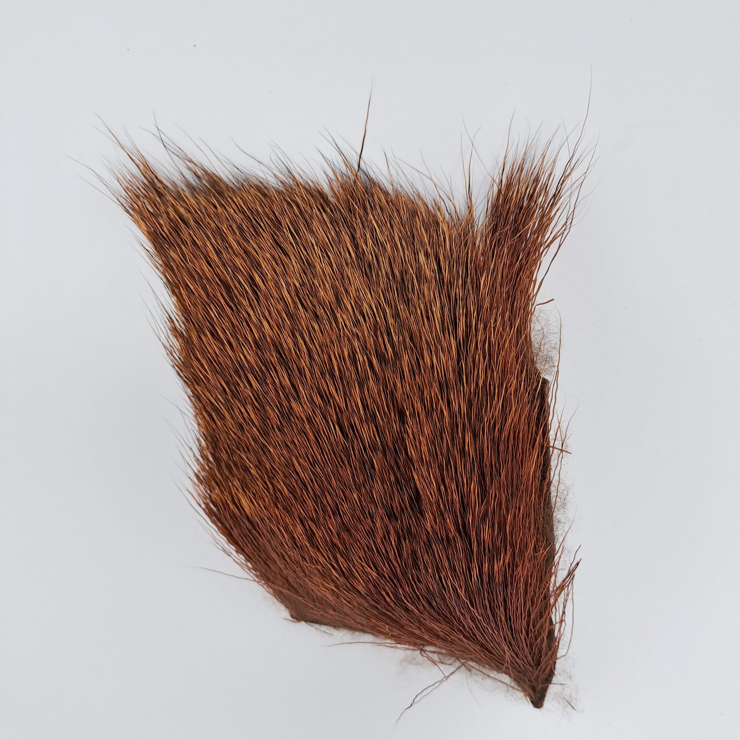 Deer rust brown