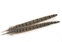 Pheasant Tail  - Hen Ringtail Centre Tail - Veniard