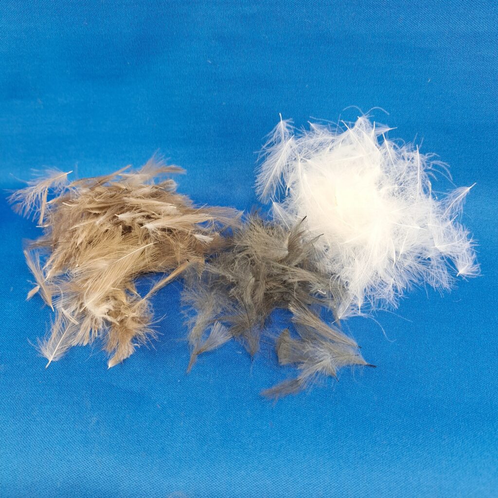Dohuki CDC Feathers