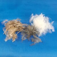 Dohuki CDC Feathers