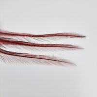 Coq De Leon - Mayfly Tails  - HENDS - Image 2